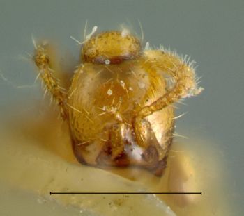 Media type: image;   Entomology 20276 Aspect: head frontal view